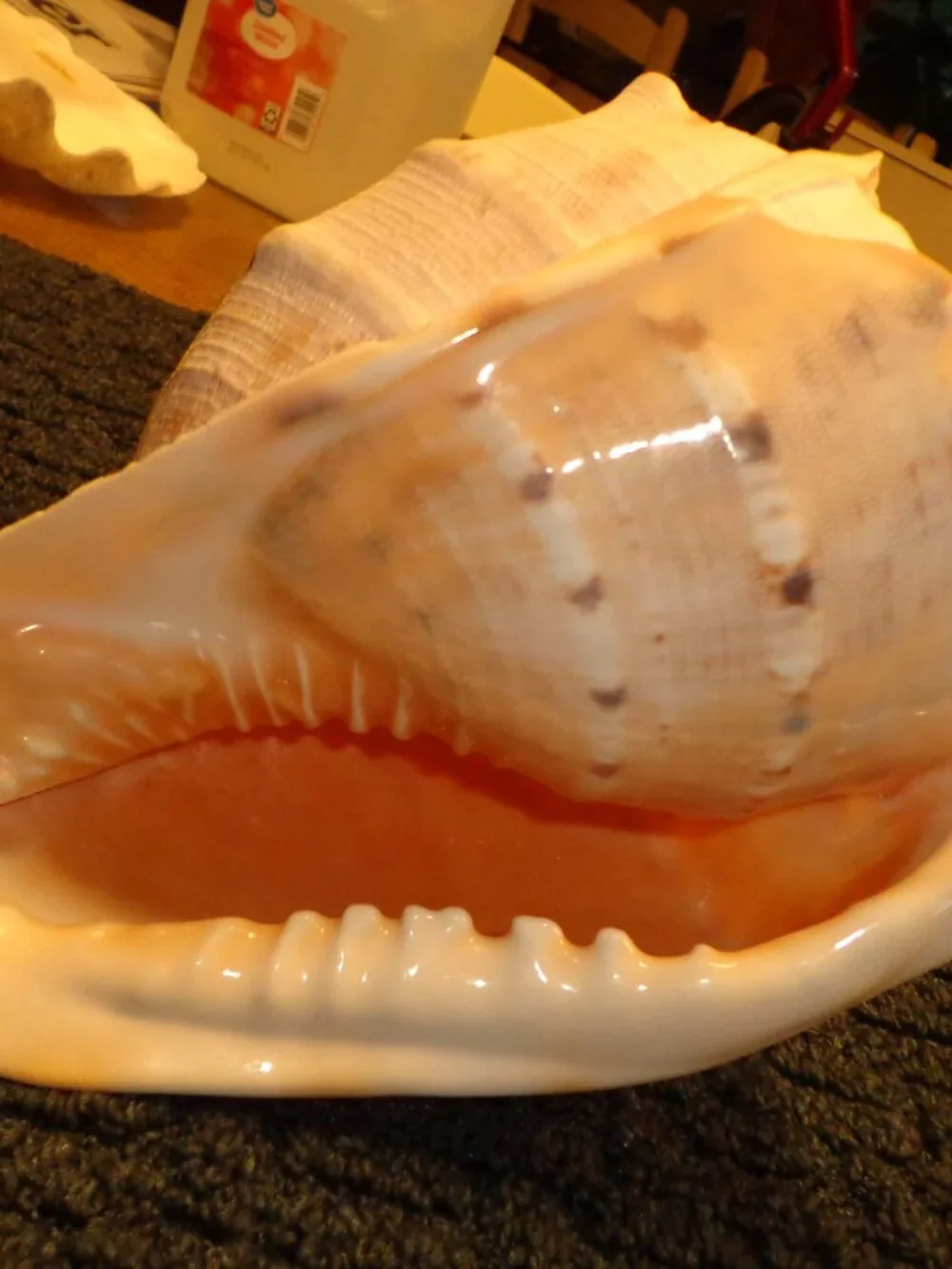 Sea Shell Authentic King Helmet Large 9